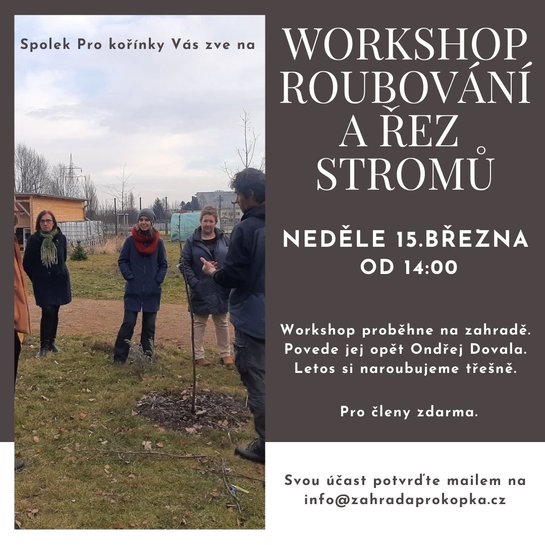 Řez, prořez letorostů i starších větví u ovocných stromů